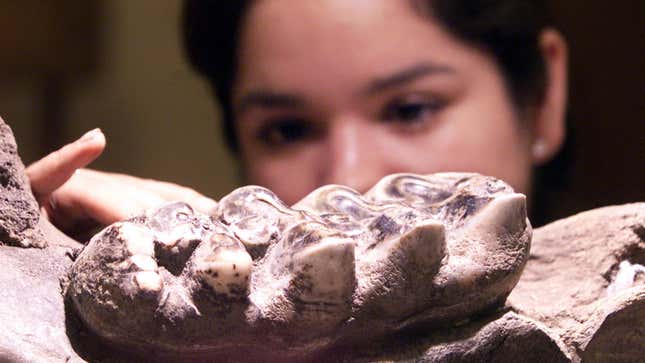 A mastodon jawbone from El Salvador.