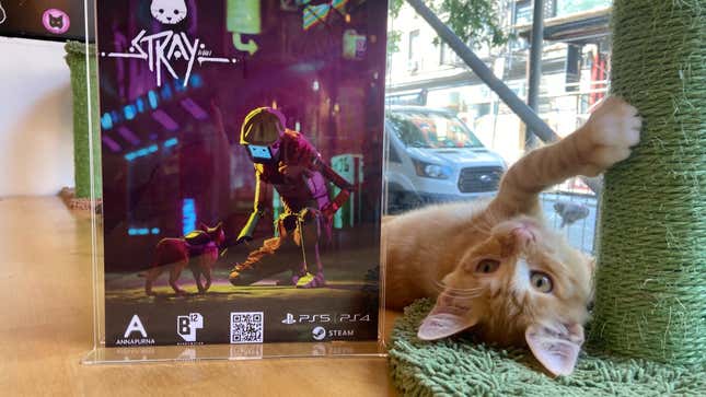 A cat at an NYC cat cafe where you could play Stray