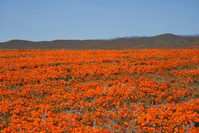Flores cerca del parque natural Antelope Valley California Poppy Reserve.