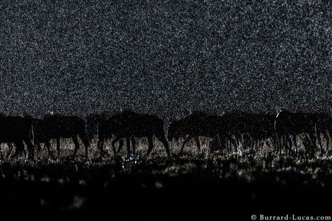 A pack in the rain.