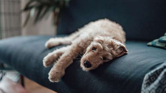 El aumento de caballos, perros, iguanas y hurones drogados tiene a los veterinarios preocupados