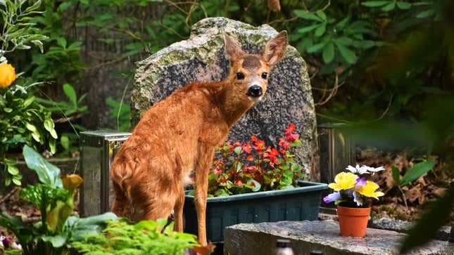 Image for article titled 10 Flowers That Deer Won&#39;t Immediately Gobble Up