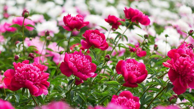 Side view photo of bright fuchsia peonies. Some white blooms are visible in the background.