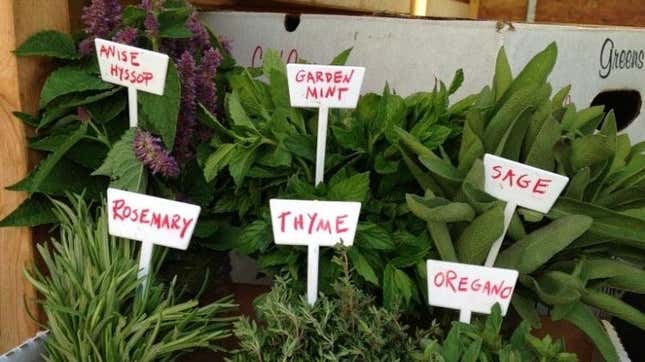 Image for article titled 5 Questions to Ask Before Planting Your Herb Garden