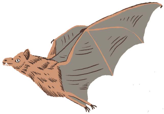 Mexican long-nosed bat