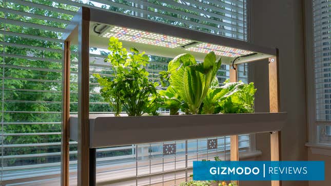 A Rise Garden in front of a window with the blinds open featuring several bright green plants growing.