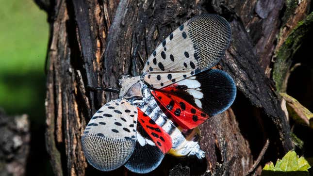 A spotted lanternfly at a vineyard in Kutztown, PA. 