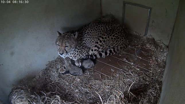 The newborn cheetah cubs with their mother, Amani, in a livestream still.