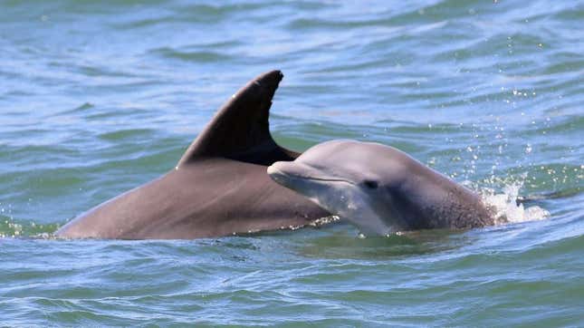 Dolphin pens double in size at Russia's military base at Sevastapol port