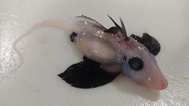 The recovered baby ghost, formally known as a chimaera. 