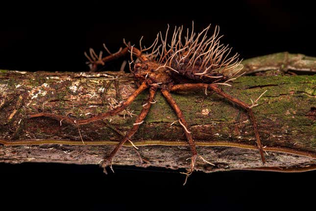 A spider covered in a parasitic fungus.
