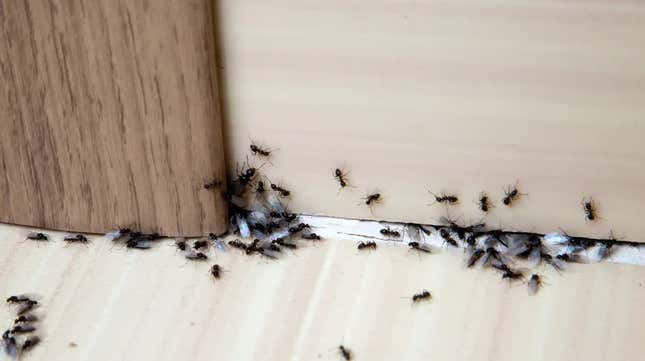 A bunch of ants crawling along the baseboards in a home