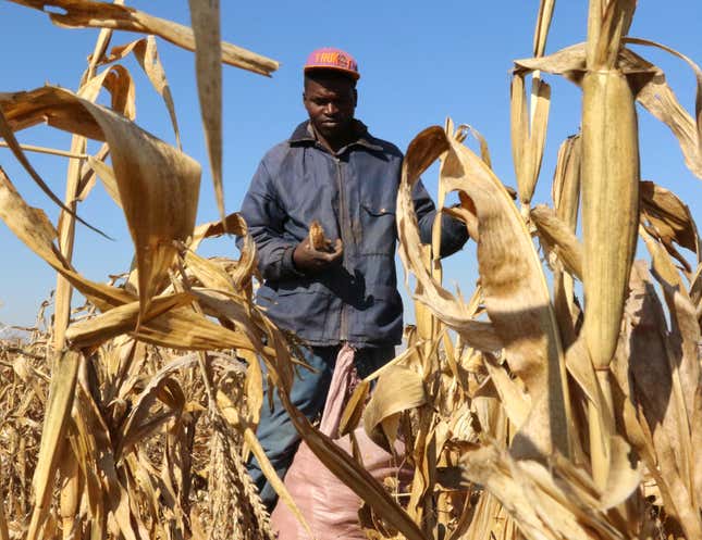 Resettled farmer harvests maize near Chinhoyi, Zimbabwe, –