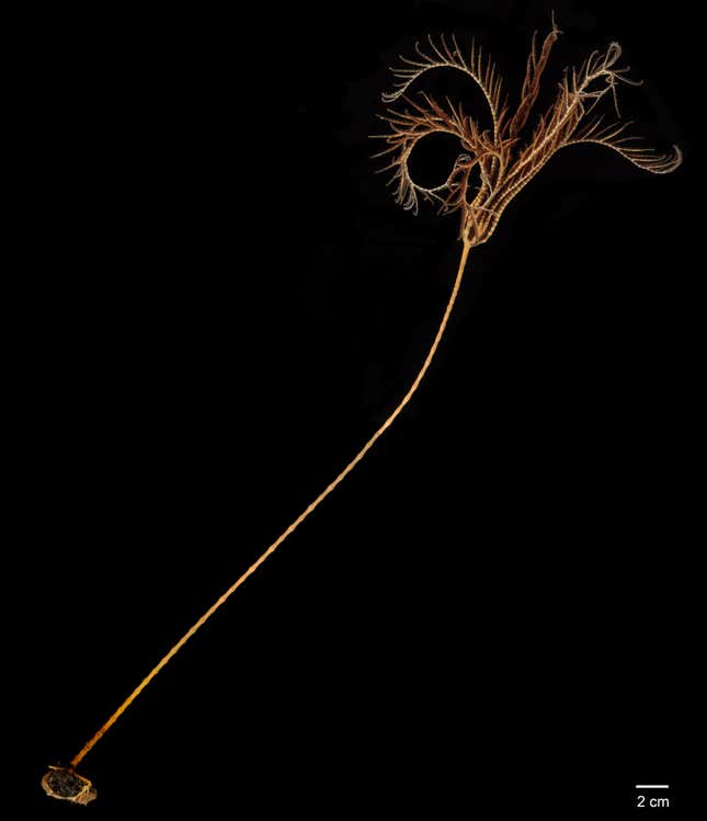 Photo of sea lily