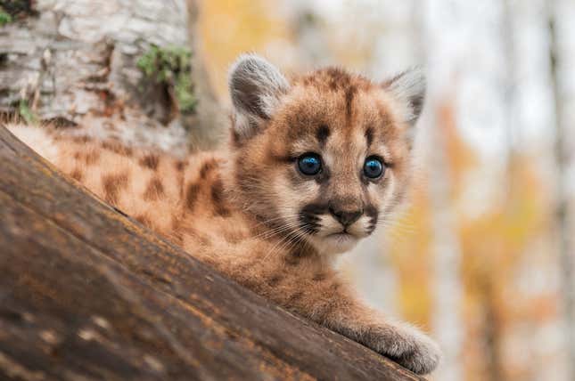A baby cougar, shot at Minnesota Widlife Connection. (Shutterstock/Holly Kuchera)