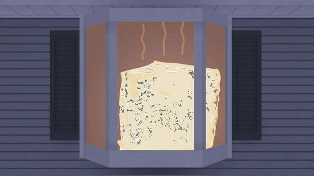 Extreme Humidity Is Turning My Home Into Gorgonzola