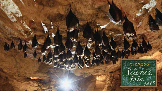 A photo of bats in a cave. Sampling airborne DNA provides a new way to identify species.