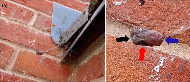 Imagen para el artículo titulado Descubren por primera vez a una araña falsa viuda negra devorando un murciélago