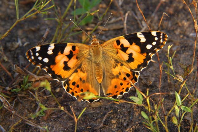The Painted Lady in all her glory.