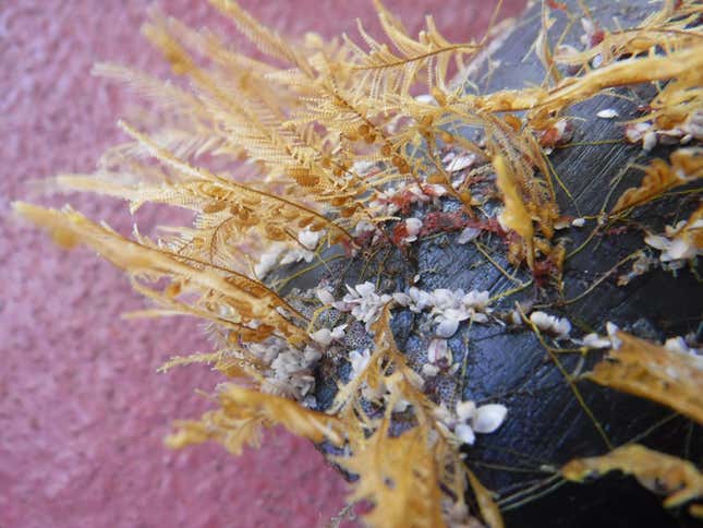 Aglaophenia pluma, Hydroide an der Küste und Schwanenhals-Seepocken Lepas, die auf schwimmendem Plastik leben, das im subtropischen Wirbel des Nordpazifik gesammelt wurde.