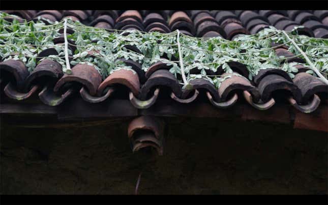 India-Odisha-food-tribals