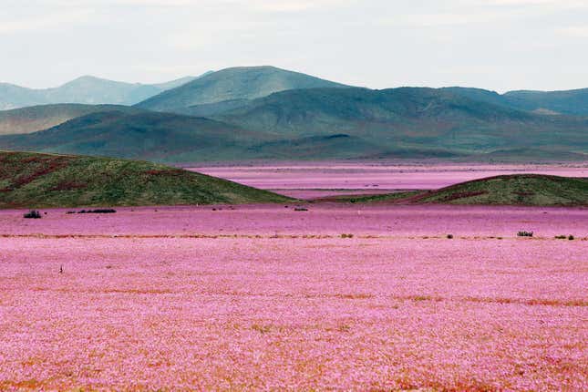 Image for article titled Photos: The world’s driest place is now bursting with color and blossoms