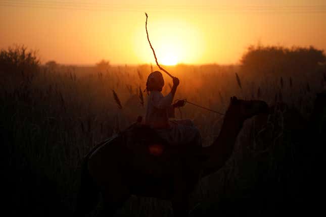 A man, silhouetted by a setting sun, waves a whip while riding a camel.