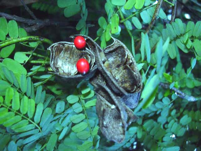 Image for article titled Here Are Some Essential Survival Skills We've Lost From Our Ancient Ancestors
