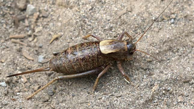 A female Mormon cricket
