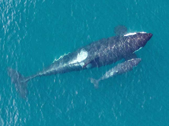 This is L91, a first-time mother, and her calf, L122, born just days before this photograph was taken.