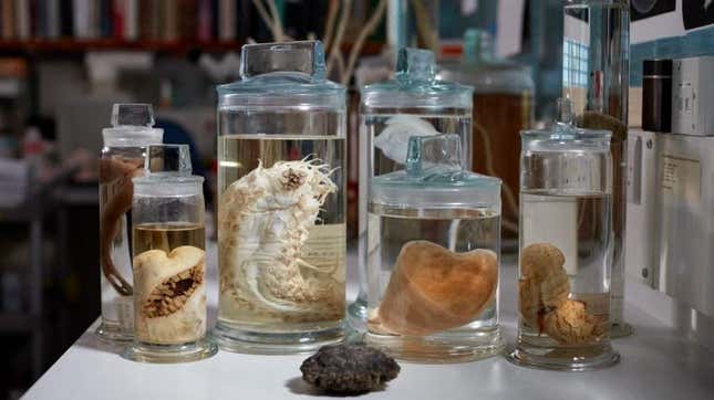 Photo of preserved marine specimen in jars