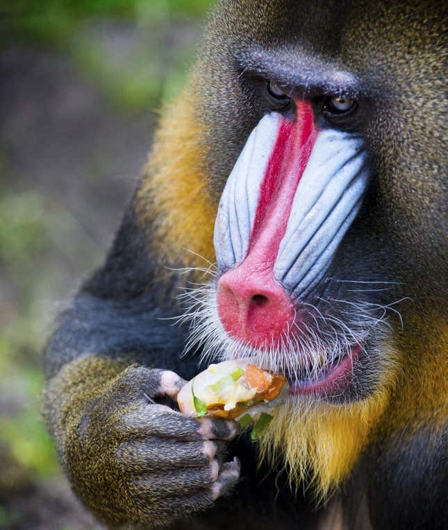 A mandrill licks a fruit ice cream in Ouwehands Dierenpark (Ouwehands Zoo) in Rhenen, on June 30, 2015.
