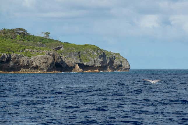 A tail of a humpback whale breaks the water in Niue in this 2018 photo. The tiny Pacific island nation of Niue has come up with a novel plan to protect its vast and pristine territorial waters — it will get sponsors to pay. Under the plan, which was being launched by Niue&#39;s Prime Minister Dalton Tagelagi on Tuesday Sept. 19, 2023 in New York, individuals or companies can pay $148 to protect 1 square kilometer (about 250 acres) of ocean from threats such as illegal fishing and plastic waste for a period of 20 years. (Richard Sidey/Galaxiid via AP)