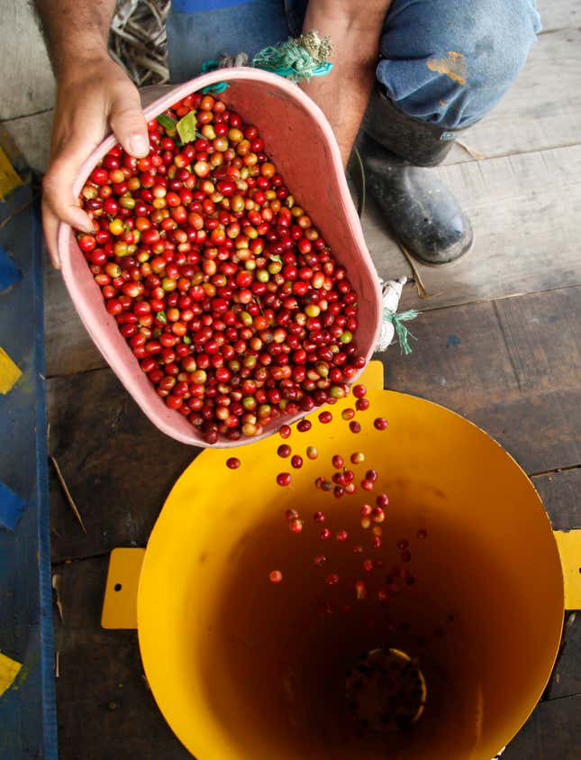 A Colombian coffee grower picks coffee beans in a farm near the small town of San Francisco