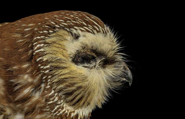 Image for article titled Glass architecture is killing millions of migratory birds