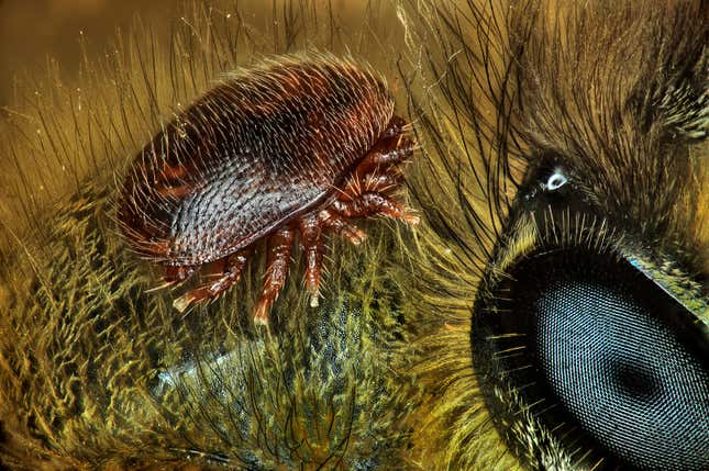 Image for article titled Feather scales, pollen grains, and a single teardrop: what photos of the microscopic world reveal