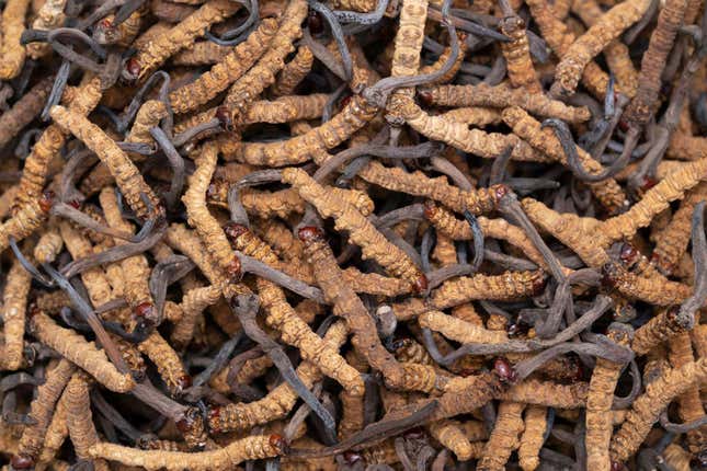 Imagen para el artículo titulado Los científicos descubrieron cómo cultivar hongos parásitos aterradores en el laboratorio