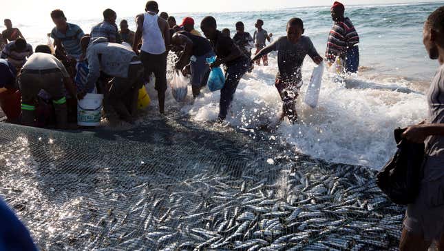 Sardine run in Umgababa, South Africa
