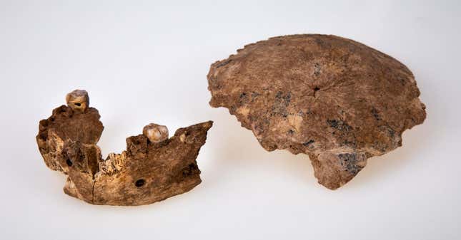 The Nesher Ramla skullcap and jawbone.