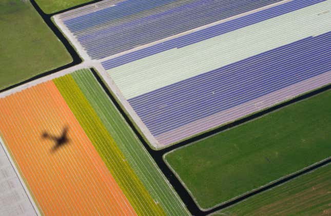Image for article titled Photos: Fields of flowers look like modern art from above