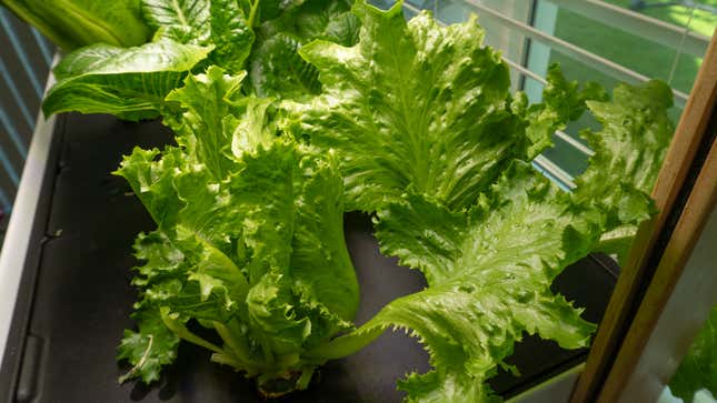 A close-up of several lettuce plants growing in the Rise Garden.