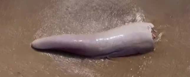 Imagen para el artículo titulado Esta misteriosa criatura marina que se hizo viral resultó ser un pene de ballena