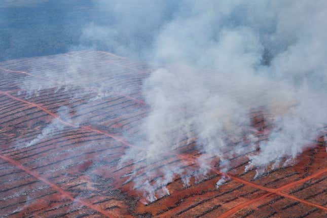 Smoke rising from burning wood rows in Korindo’s PT Berkat Cipta Abadi concession, March 2013.