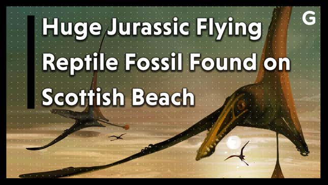 Huge Jurassic Flying Reptile Fossil Found on Scottish Beach