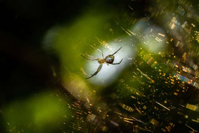Image for article titled 15 Winning Photos From the 2021 Close-Up Photographer of the Year Competition