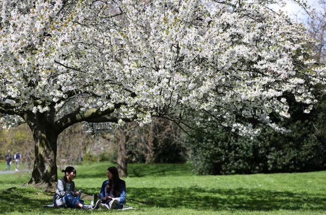 Two women enjoy a picnic under a tree in blossom on a sunny day in Regent's Park in London