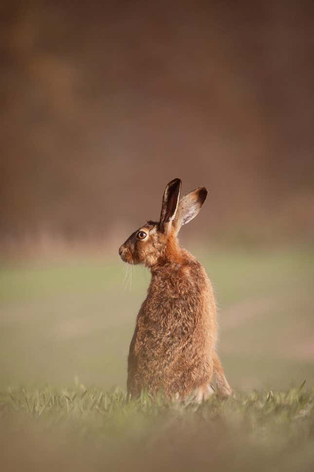 A brown hare in Winchester.