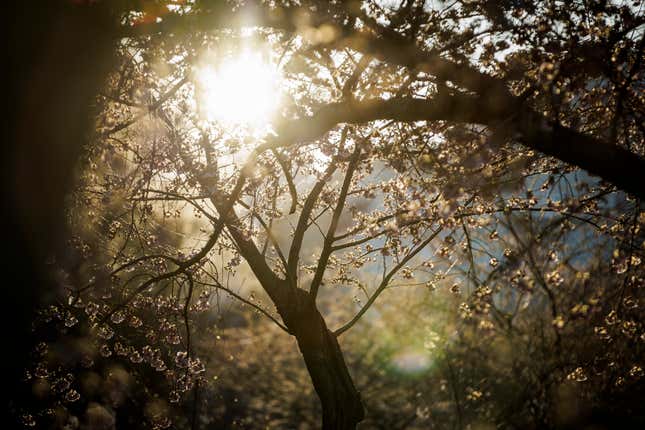 Photo of sun shining through cherry blossom branches