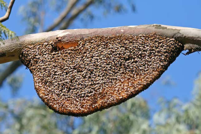 A colony of Apis dorsata or the rock bee, a native honey bee found in India.