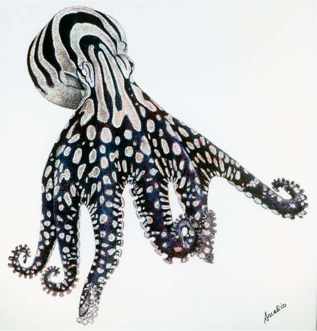 An illustration of the Larger Pacific Striped Octopus, from the PLOS One paper.
